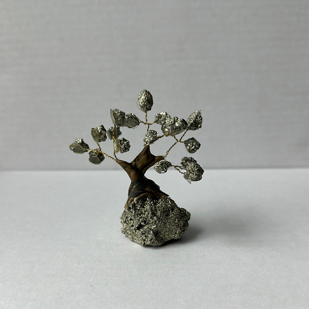 Mini Bonsais