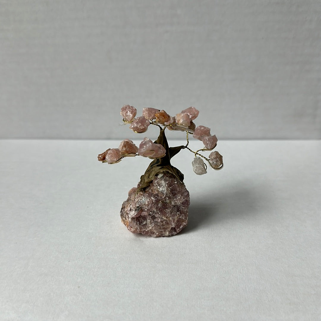 Mini Bonsais