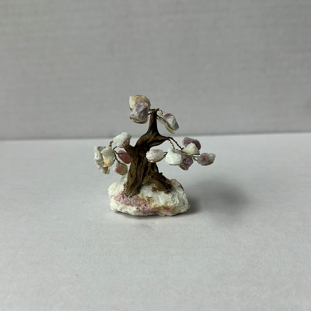 Mini Bonsais