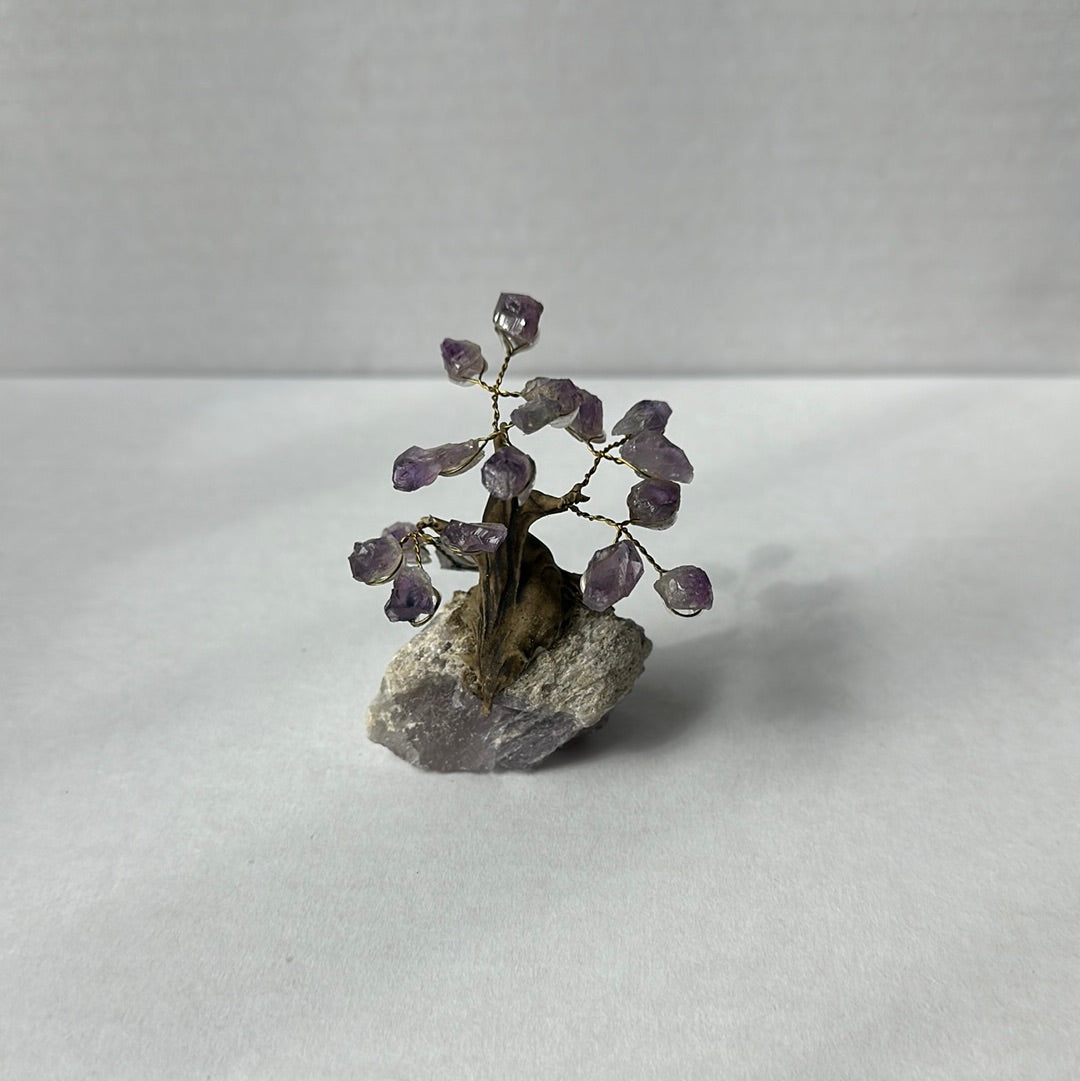 Mini Bonsais