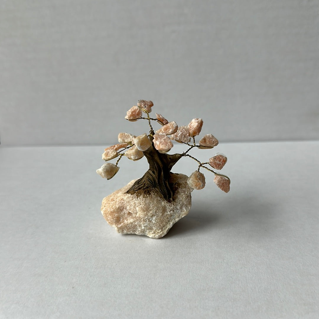 Mini Bonsais