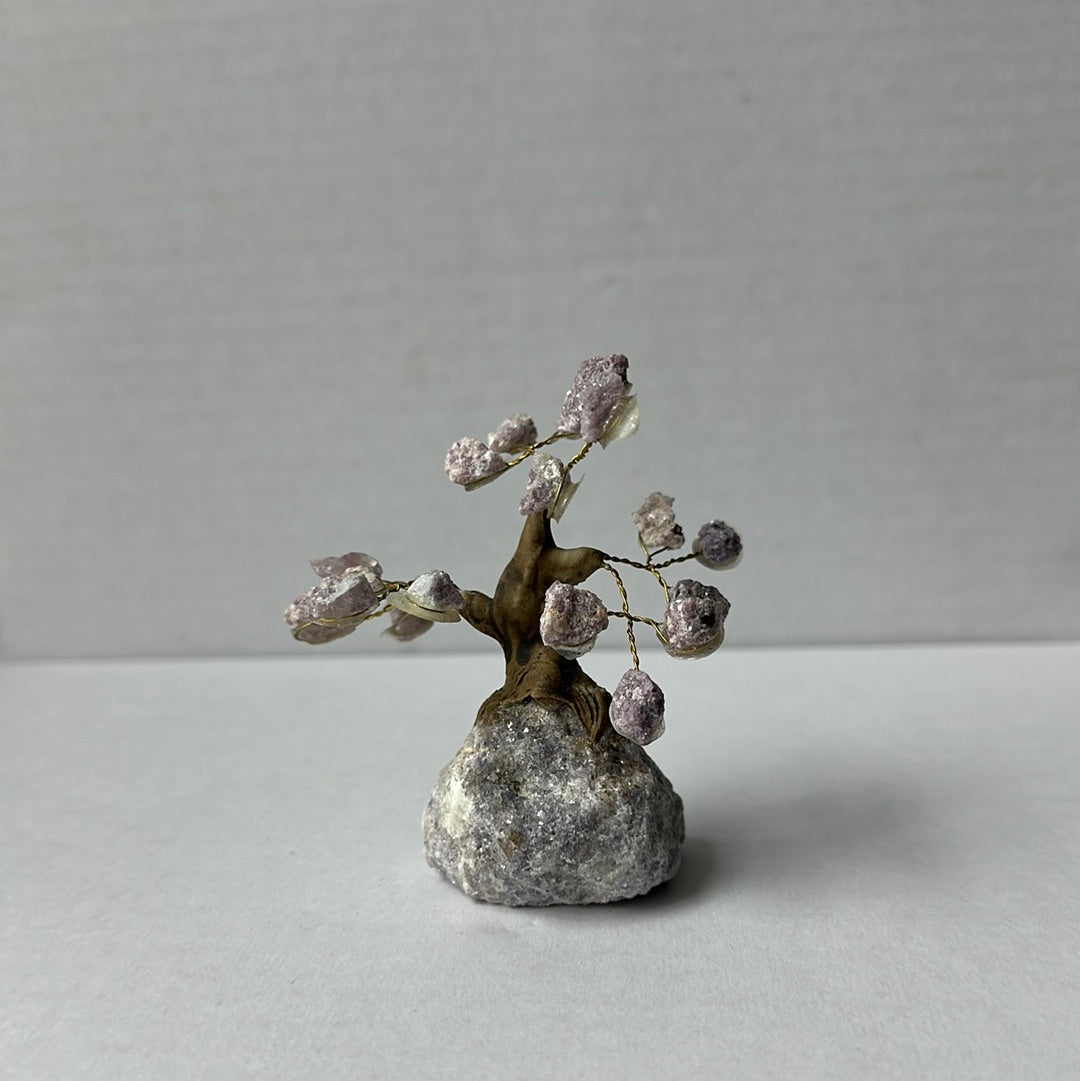 Mini Bonsais