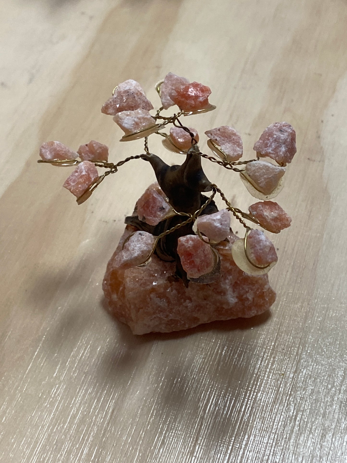 Mini Bonsais