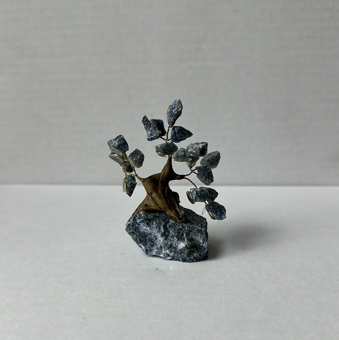 Mini Bonsais