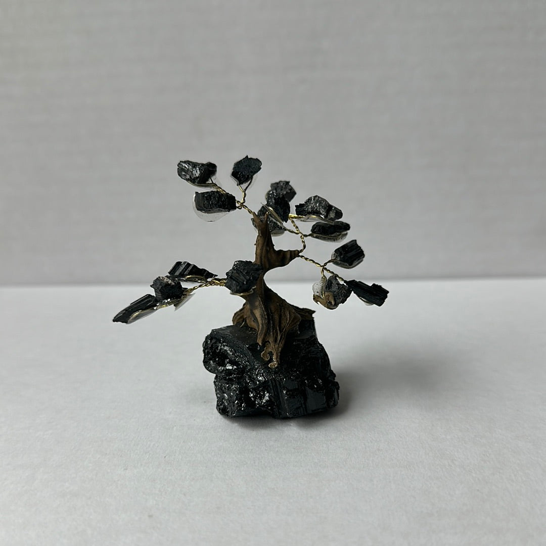 Mini Bonsais