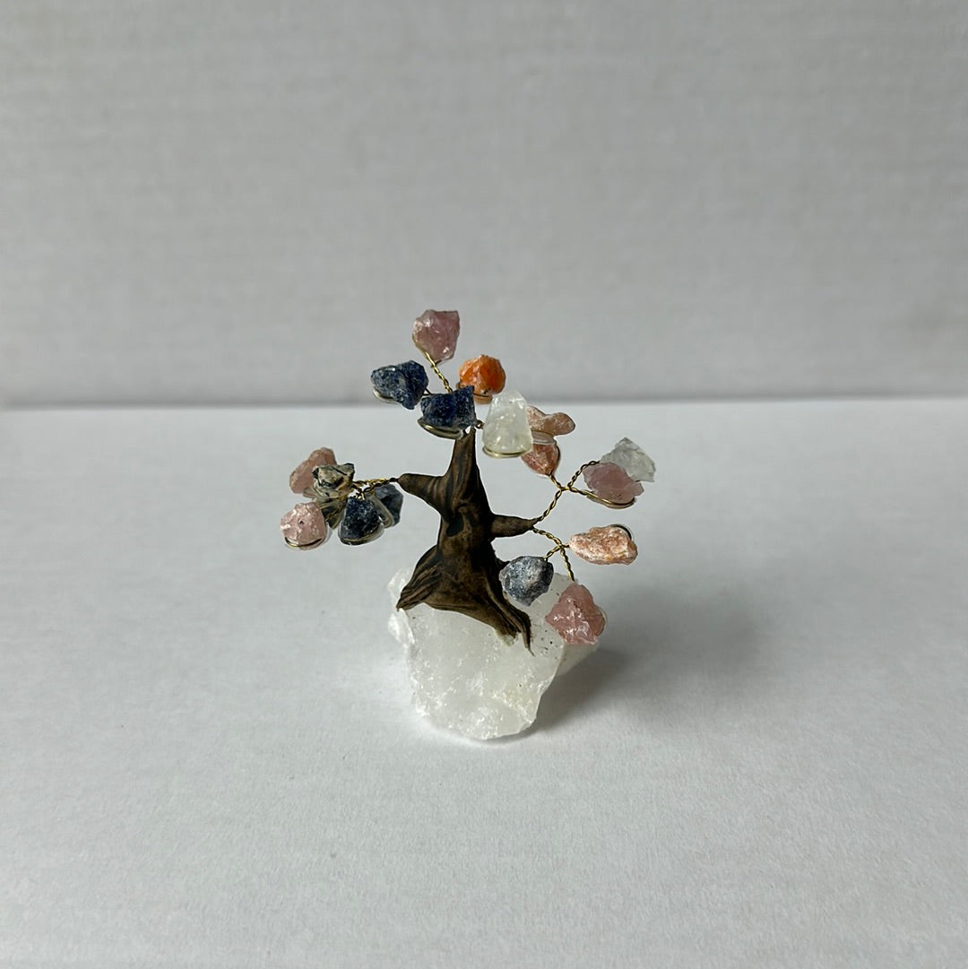 Mini Bonsais