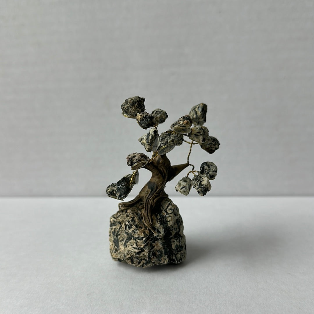 Mini Bonsais
