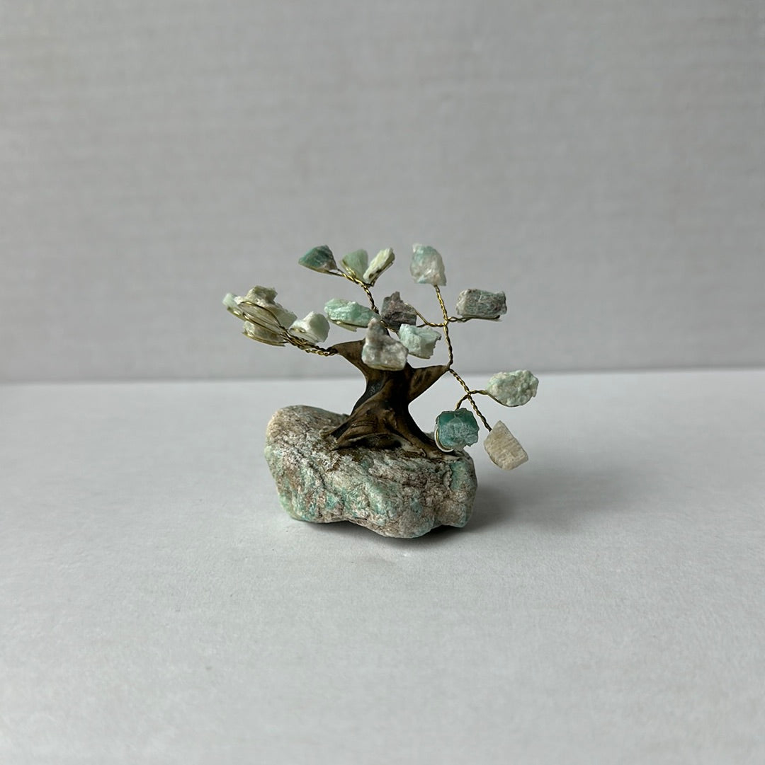 Mini Bonsais