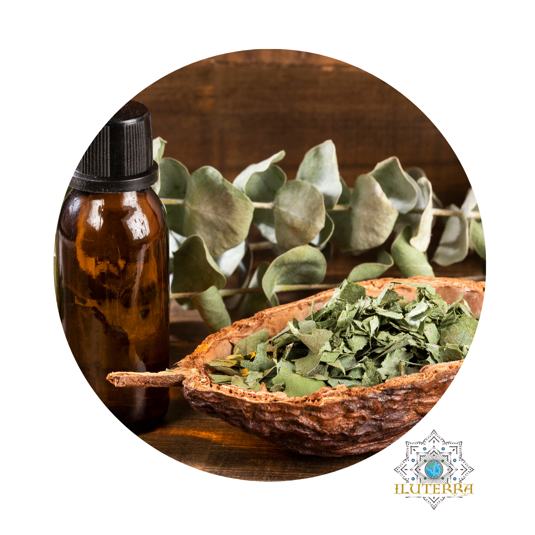 Eucalyptus Leaf (2oz)