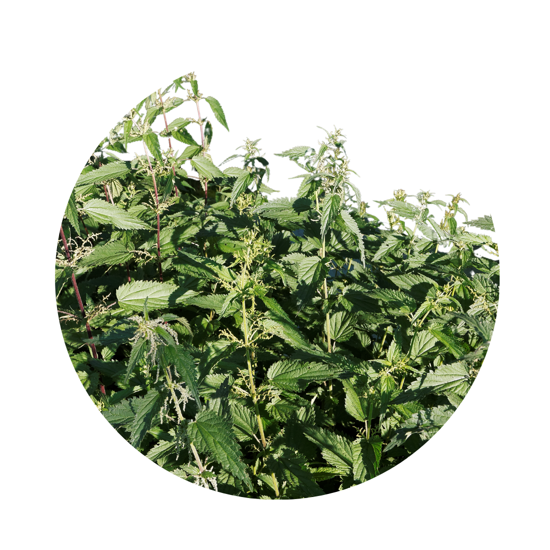 Nettle Leaf (8oz)