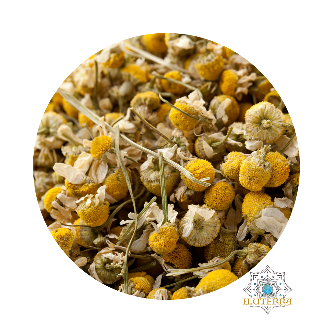 Chamomile Flower (0.5 oz)