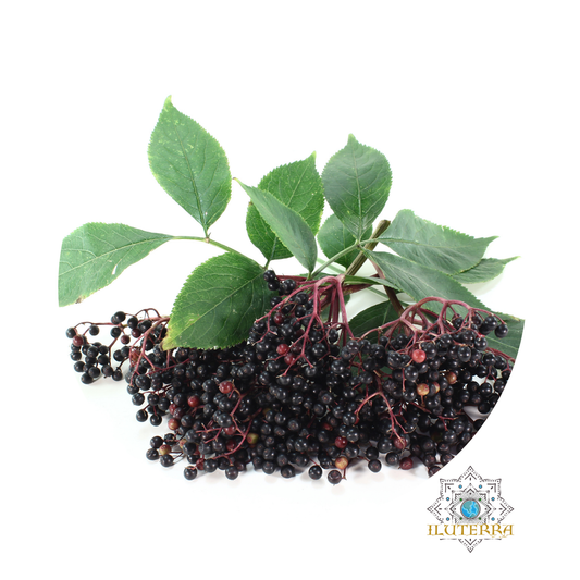 Elder Berries Whole (1 oz)